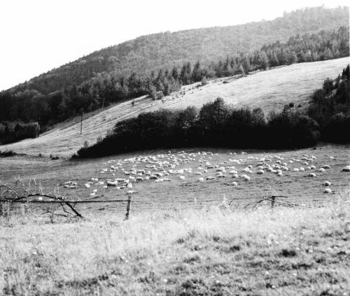 Ovce pod&nbsp;Snohom, foto: Ján Barčiak